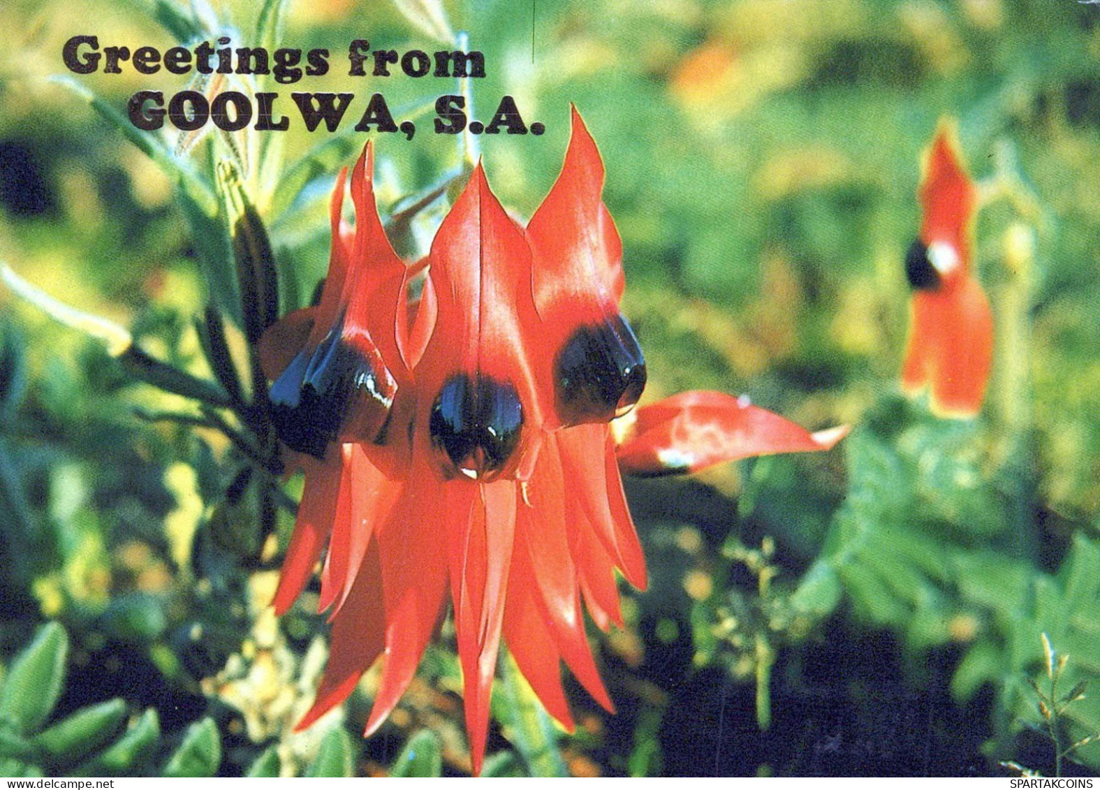 FLOWERS Vintage Ansichtskarte Postkarte CPSM #PAR370.DE - Fleurs