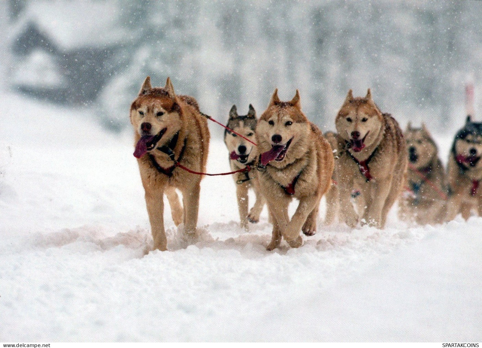 HUND Tier Vintage Ansichtskarte Postkarte CPSM #PAN419.DE - Chiens