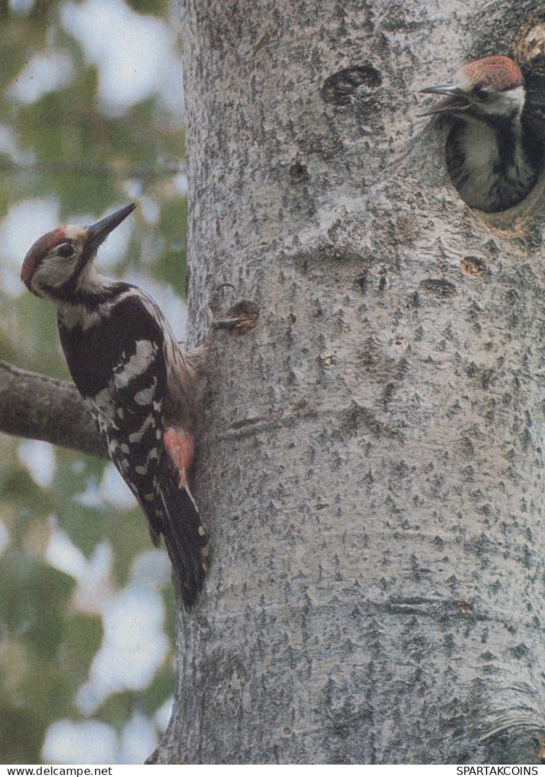 VOGEL Tier Vintage Ansichtskarte Postkarte CPSM #PAN233.DE - Vogels