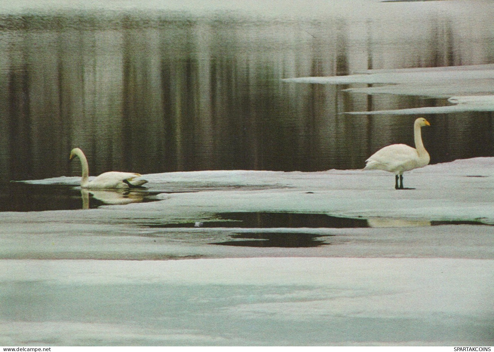 VOGEL Tier Vintage Ansichtskarte Postkarte CPSM #PAN293.DE - Vogels