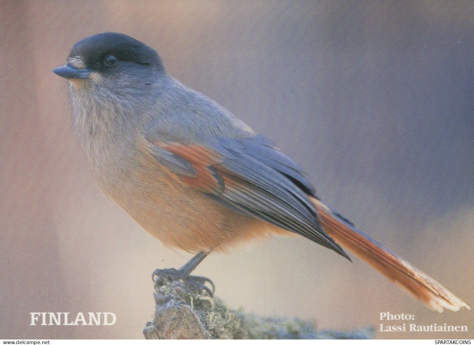 VOGEL Tier Vintage Ansichtskarte Postkarte CPSM #PAM739.DE - Vogels