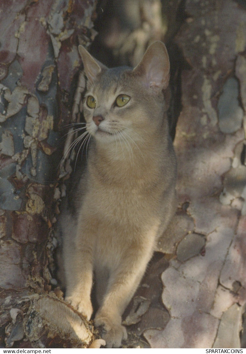 KATZE MIEZEKATZE Tier Vintage Ansichtskarte Postkarte CPSM #PAM545.DE - Cats