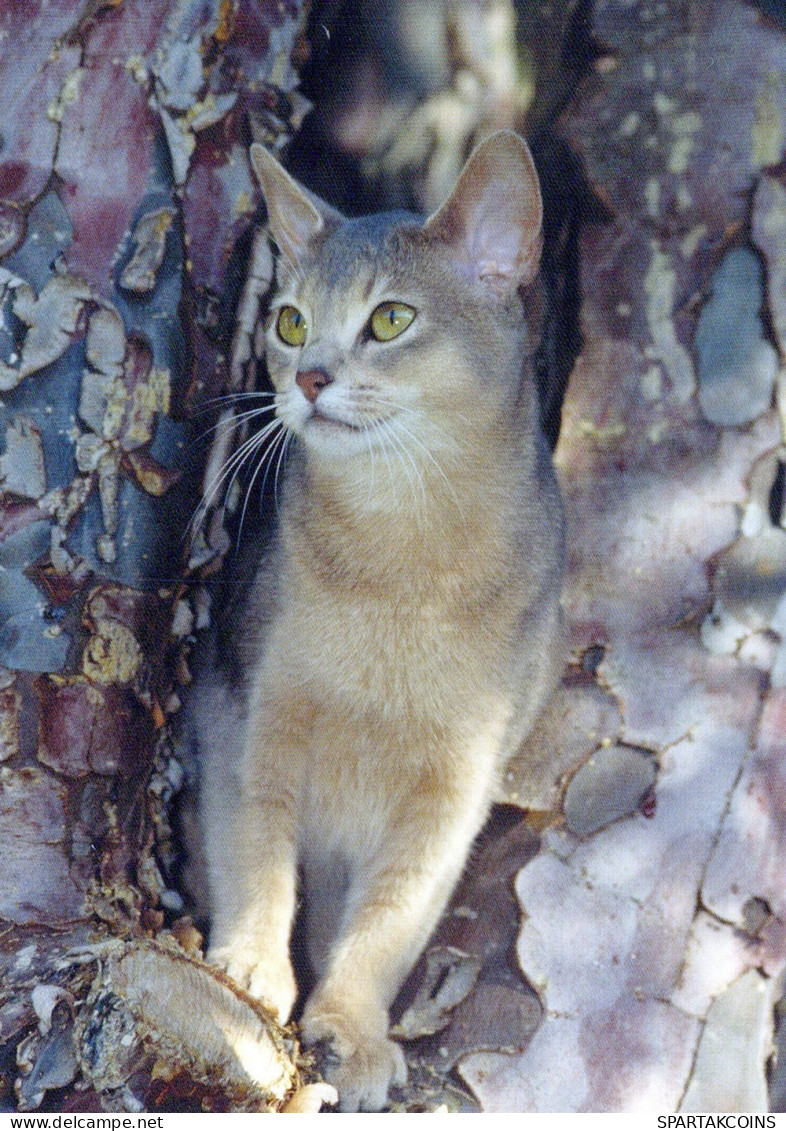 KATZE MIEZEKATZE Tier Vintage Ansichtskarte Postkarte CPSM #PAM545.DE - Cats