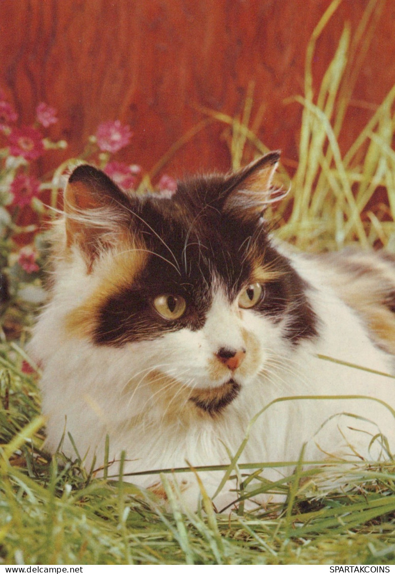 KATZE MIEZEKATZE Tier Vintage Ansichtskarte Postkarte CPSM #PAM484.DE - Cats