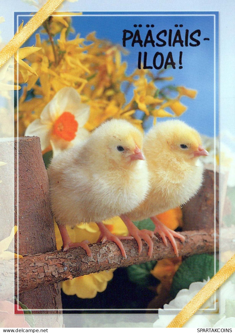 PASCUA POLLO HUEVO Vintage Tarjeta Postal CPSM #PBO663.ES - Easter