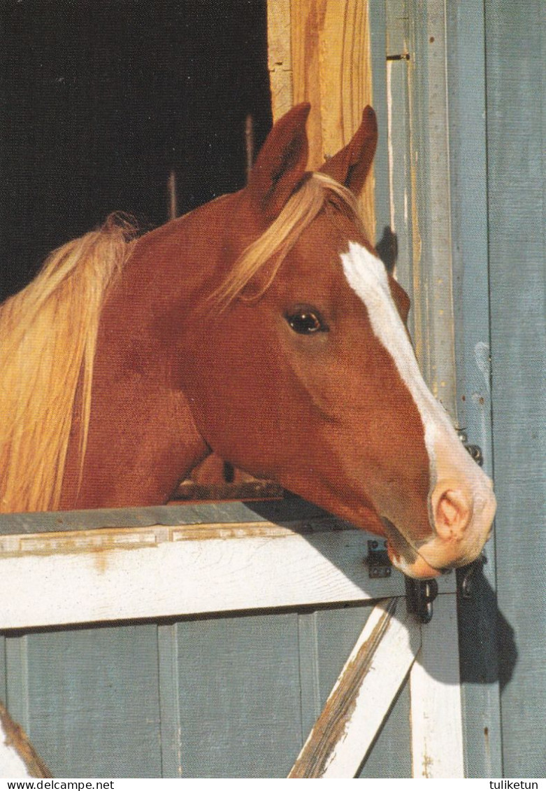 Horse - Cheval - Paard - Pferd - Cavallo - Cavalo - Caballo - Häst - Paletti - Finland - Cavalli