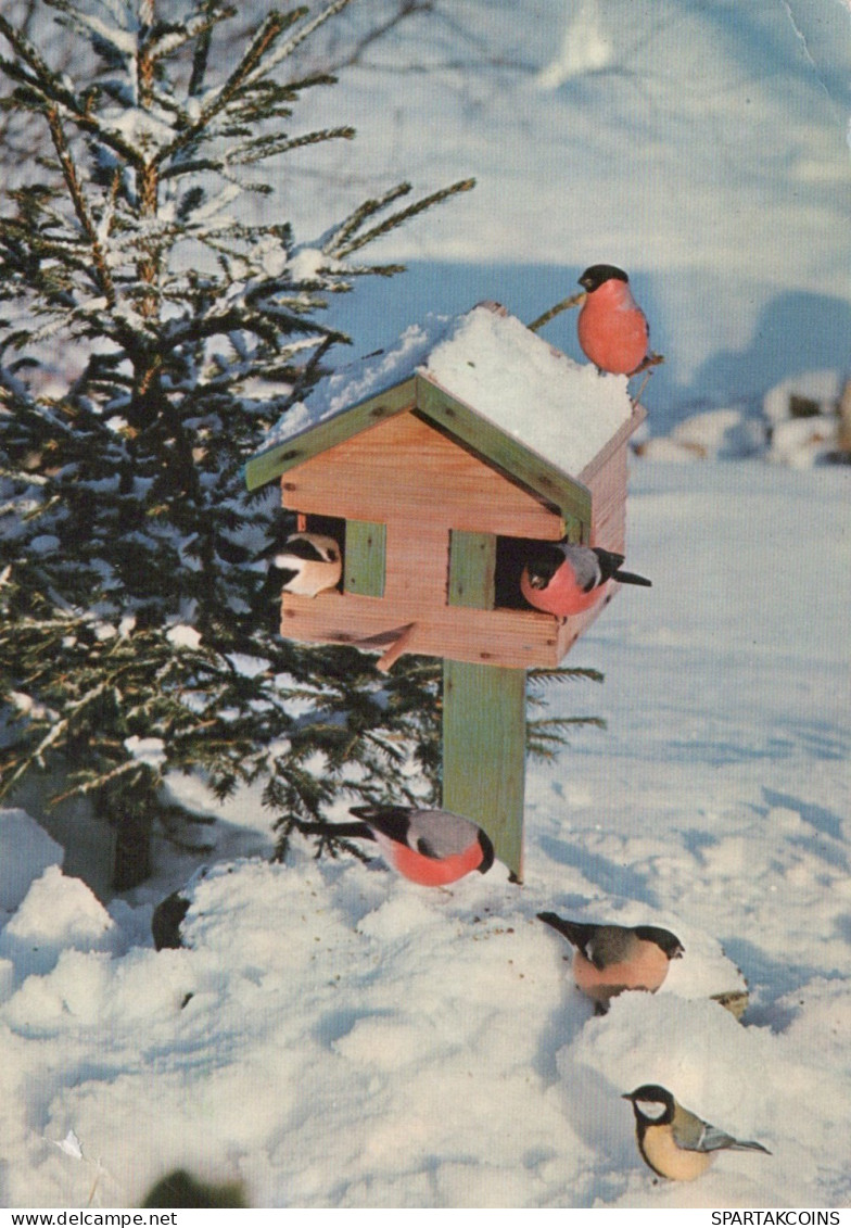 PÁJARO Animales Vintage Tarjeta Postal CPSM #PAN231.ES - Vogels