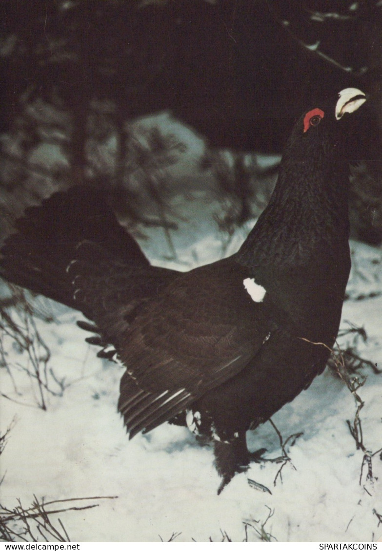 PÁJARO Animales Vintage Tarjeta Postal CPSM #PAM672.ES - Pájaros