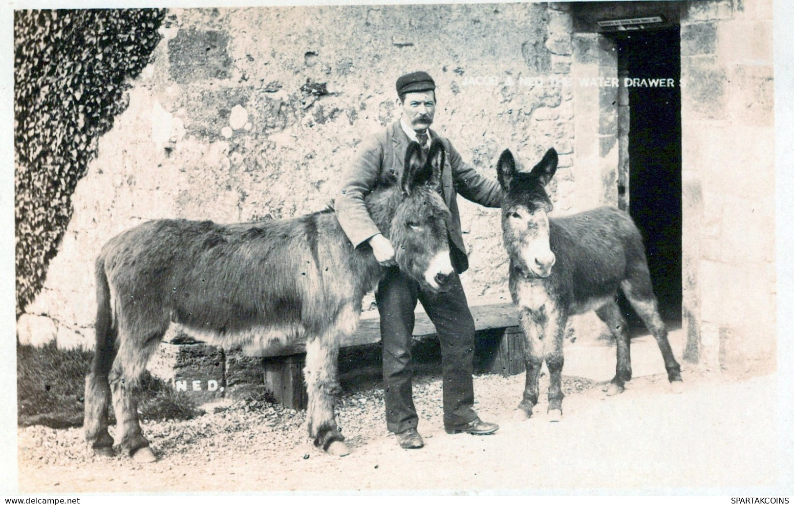 ÂNE Animaux Vintage Antique CPA Carte Postale #PAA053.FR - Esel