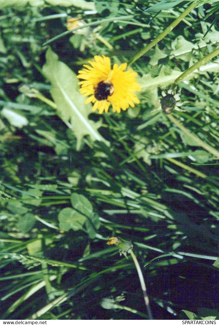 FLEURS Vintage Carte Postale CPSM #PBZ377.FR - Fleurs