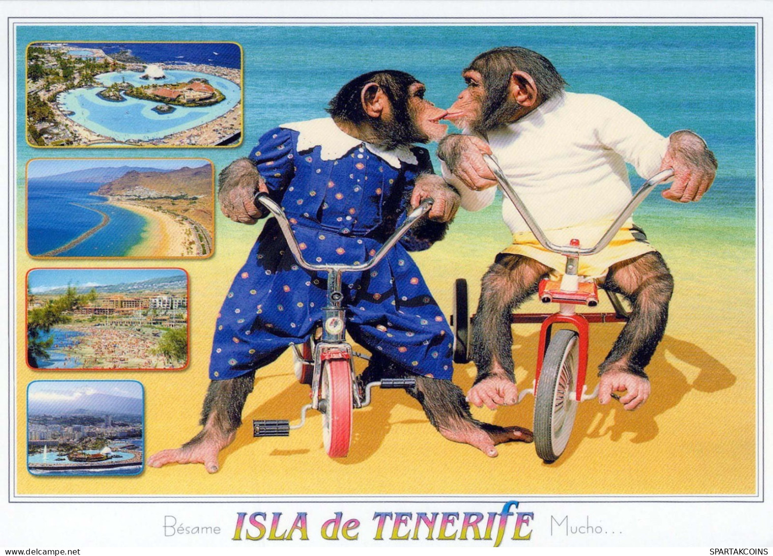 SINGE Animaux Vintage Carte Postale CPSM #PBS025.FR - Singes