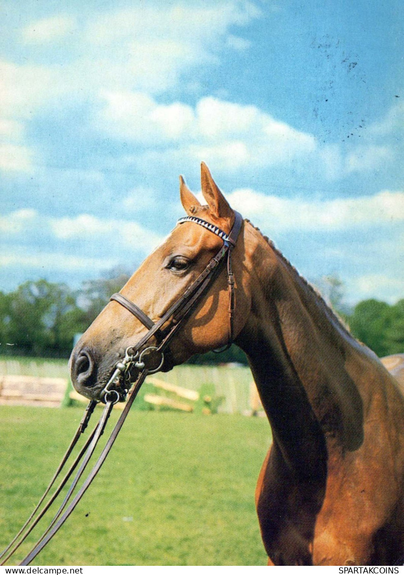 CHEVAL Animaux Vintage Carte Postale CPSM #PBR952.FR - Paarden