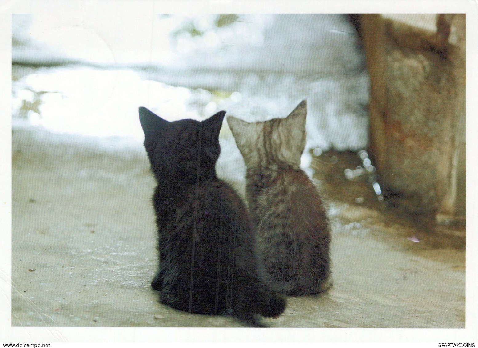 CHAT CHAT Animaux Vintage Carte Postale CPSM #PBQ956.FR - Chats