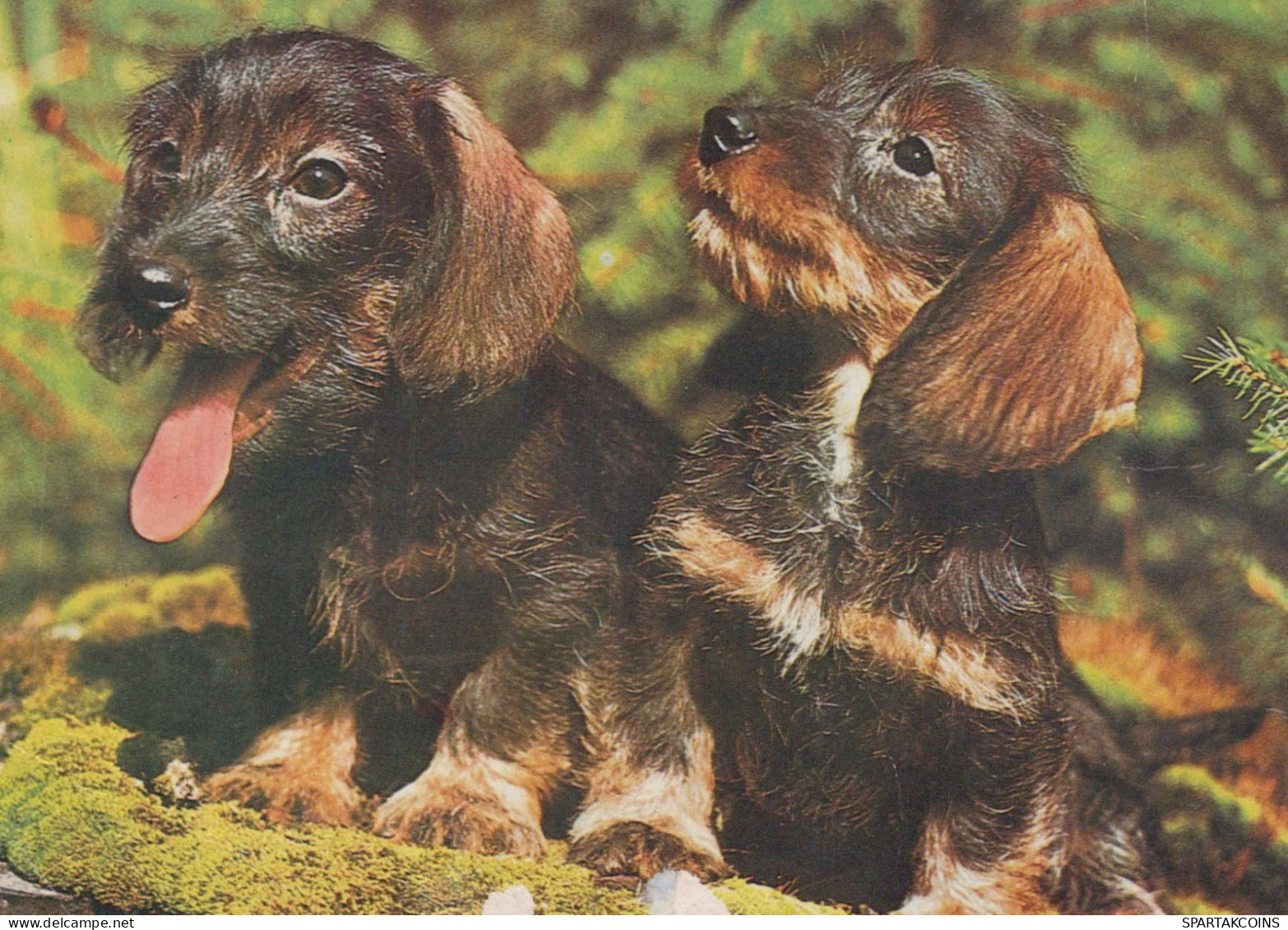 CHIEN Animaux Vintage Carte Postale CPSM #PBQ708.FR - Chiens