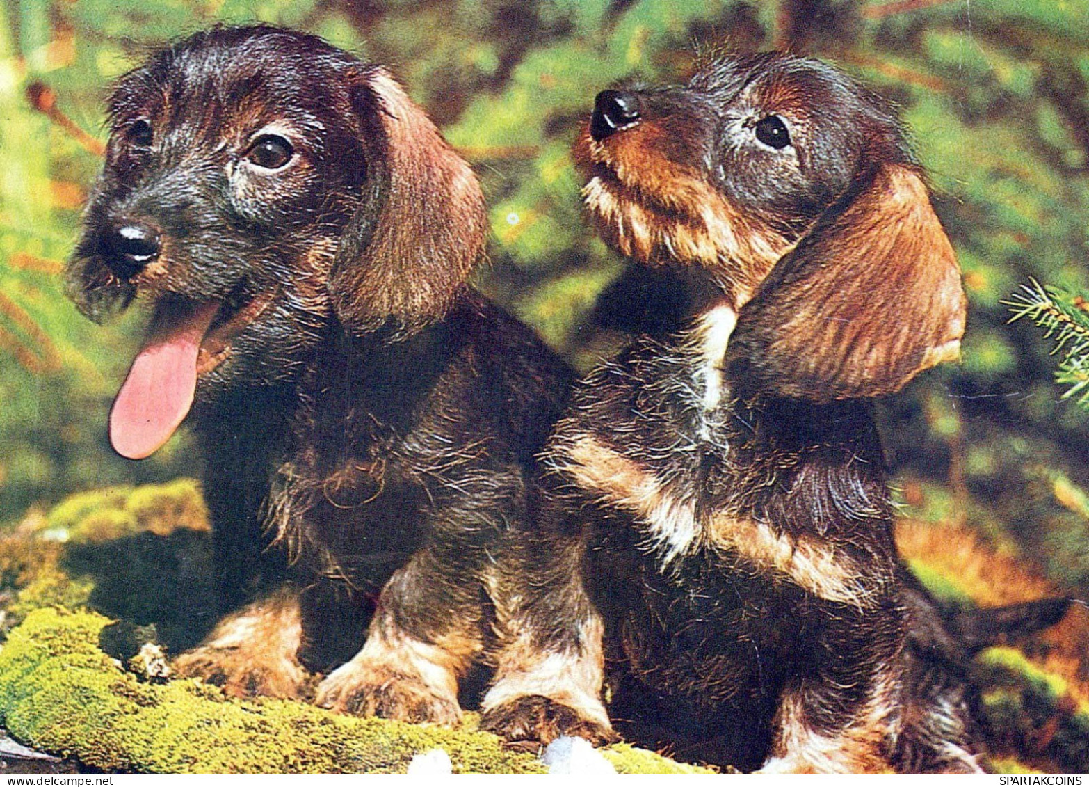 CHIEN Animaux Vintage Carte Postale CPSM #PBQ708.FR - Honden