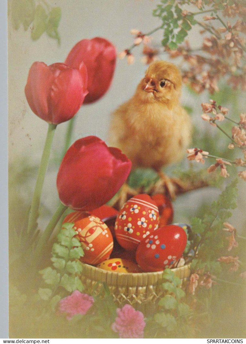 PÂQUES POULET ŒUF Vintage Carte Postale CPSM #PBP104.FR - Ostern