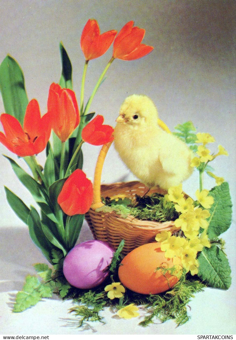 PÂQUES POULET ŒUF Vintage Carte Postale CPSM #PBP165.FR - Easter