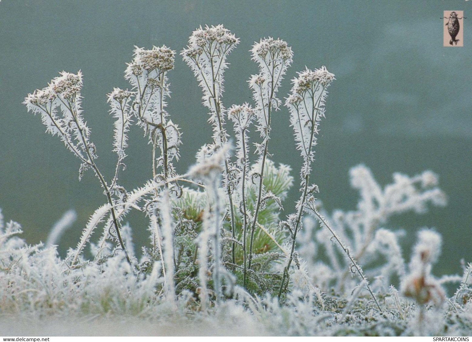 FLEURS Vintage Carte Postale CPSM #PAS450.FR - Flowers