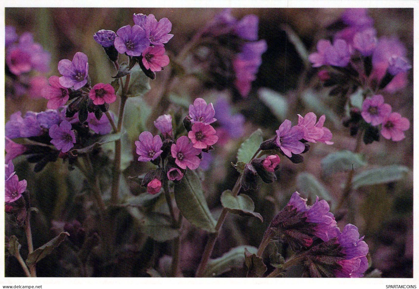 FLEURS Vintage Carte Postale CPSM #PAR549.FR - Blumen