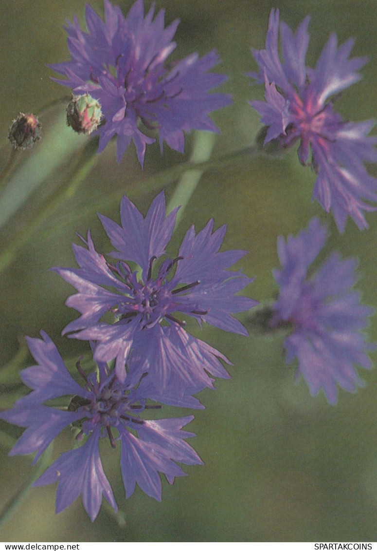 FLEURS Vintage Carte Postale CPSM #PAR188.FR - Flowers