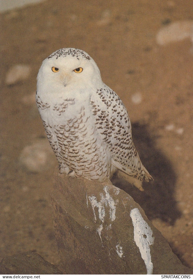 OISEAU Animaux Vintage Carte Postale CPSM #PAN108.FR - Birds