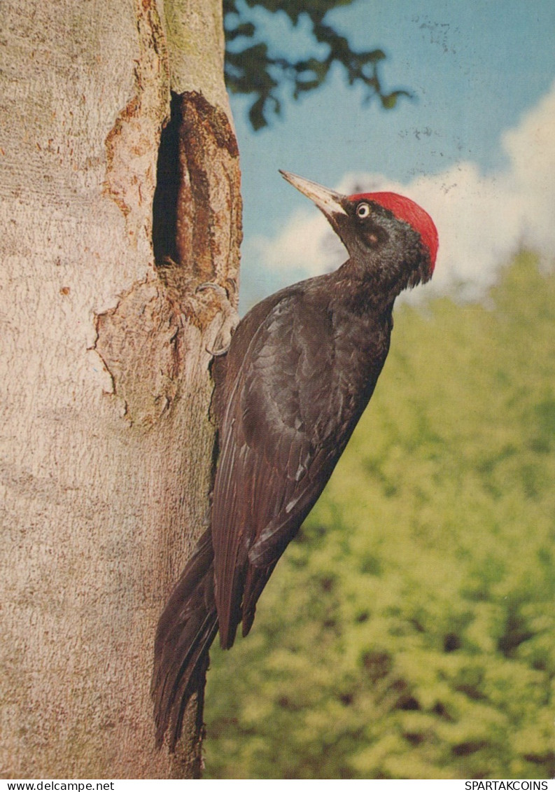 OISEAU Animaux Vintage Carte Postale CPSM #PAN232.FR - Vogels