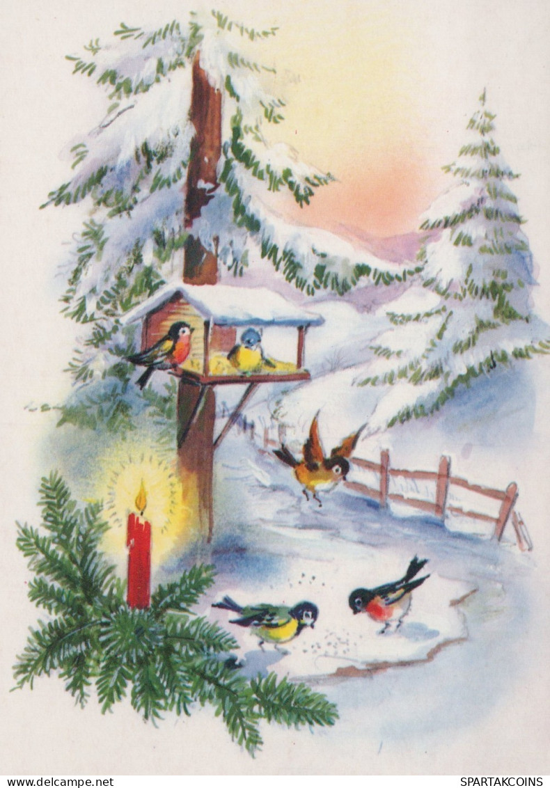 OISEAU Animaux Vintage Carte Postale CPSM #PAM799.FR - Vögel