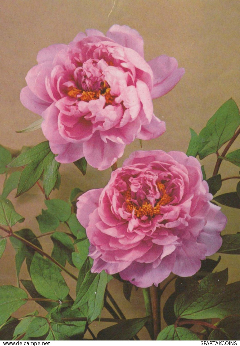 FLOWERS Vintage Postcard CPSM #PBZ797.GB - Fleurs