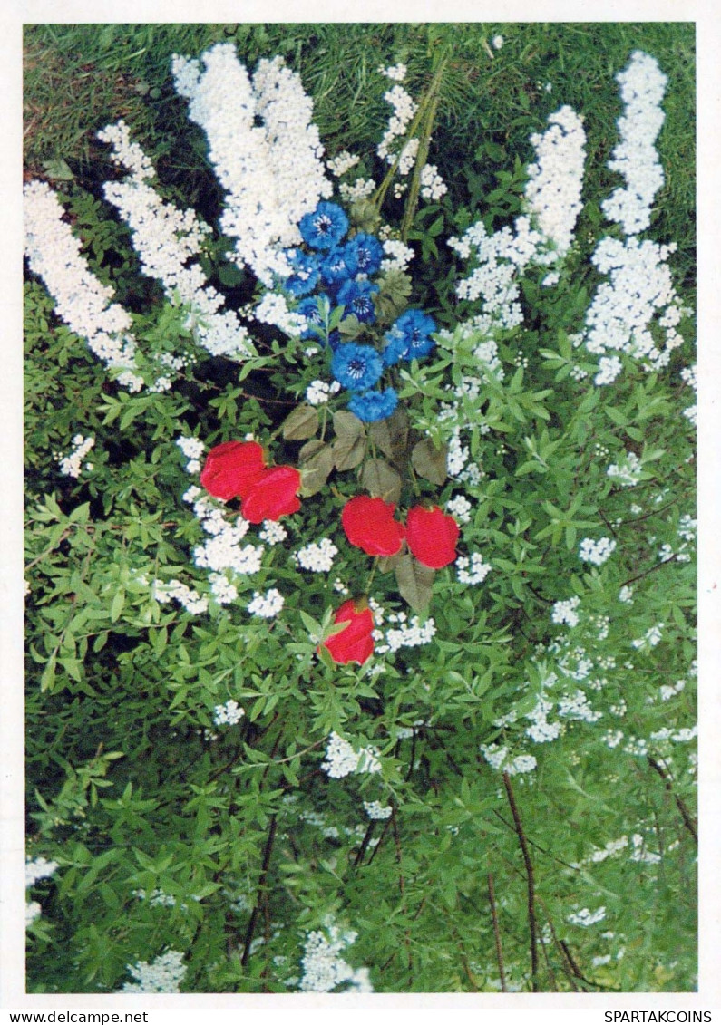 FLOWERS Vintage Postcard CPSM #PBZ675.GB - Blumen