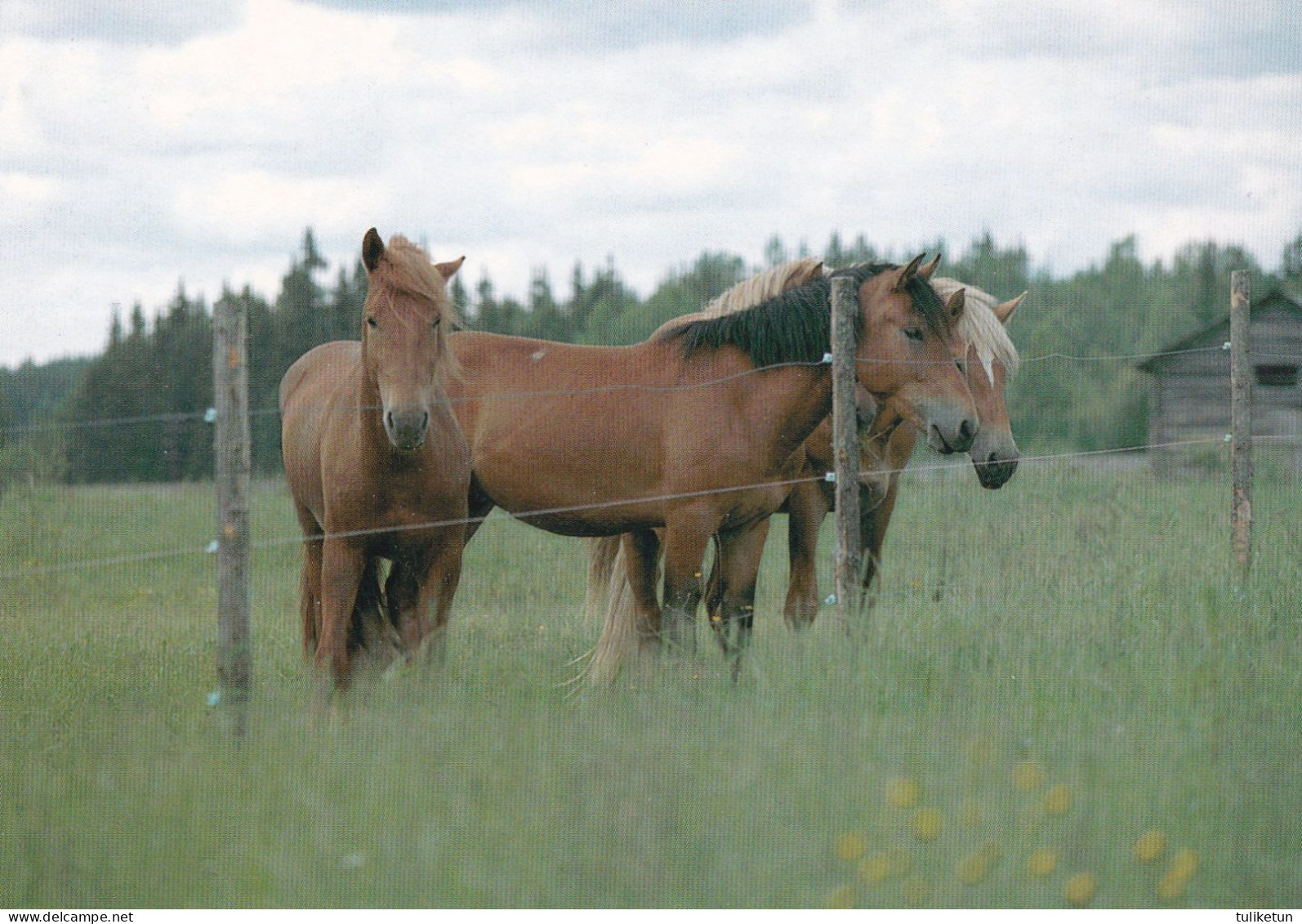 Horse - Cheval - Paard - Pferd - Cavallo - Cavalo - Caballo - Häst - Paletti - Finland - Chevaux