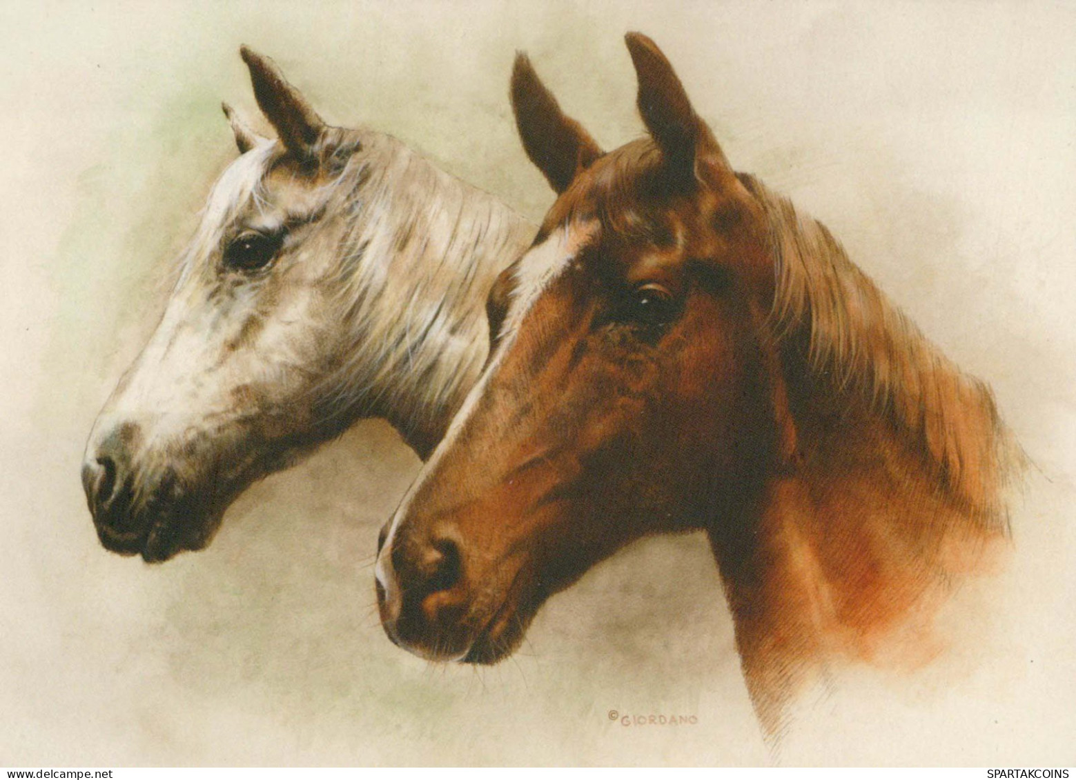 HORSE Animals Vintage Postcard CPSM #PBR867.GB - Paarden