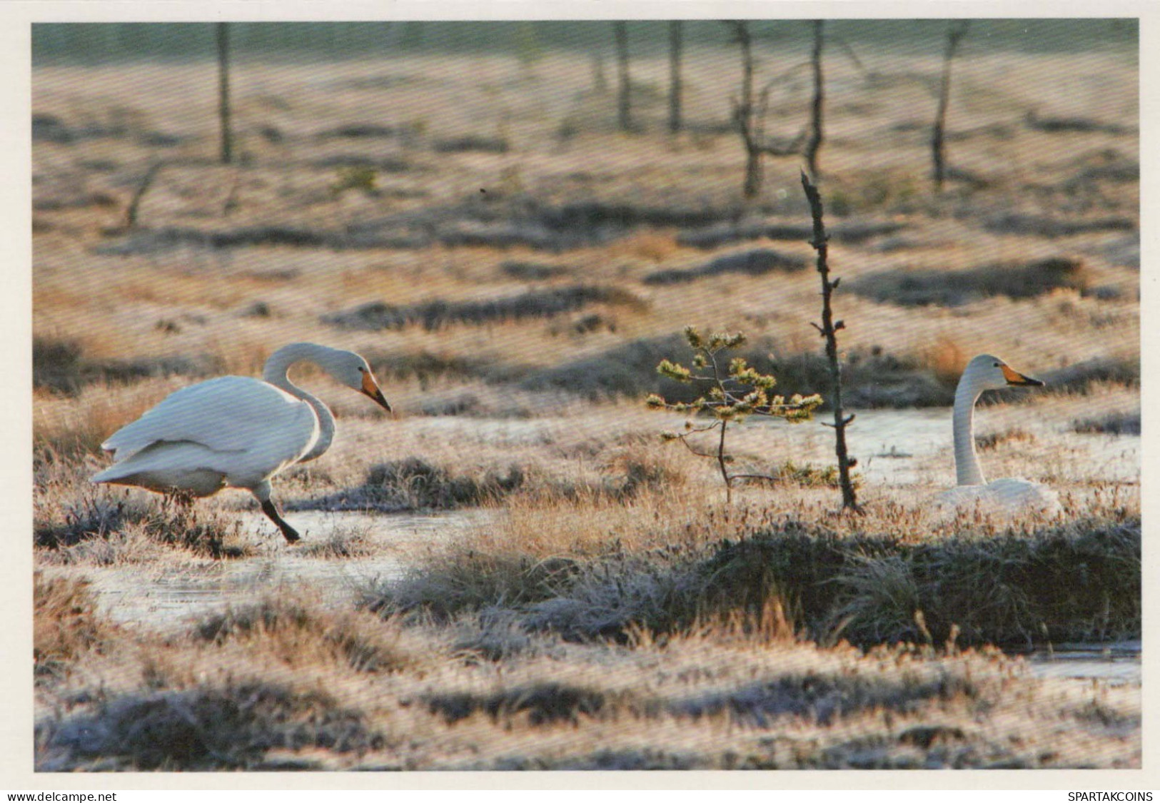 BIRD Animals Vintage Postcard CPSM #PBR422.GB - Pájaros