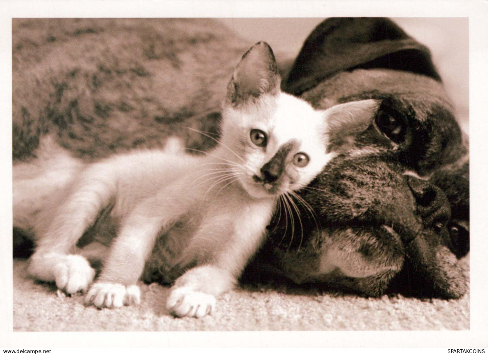 CAT KITTY Animals Vintage Postcard CPSM #PBR022.GB - Cats