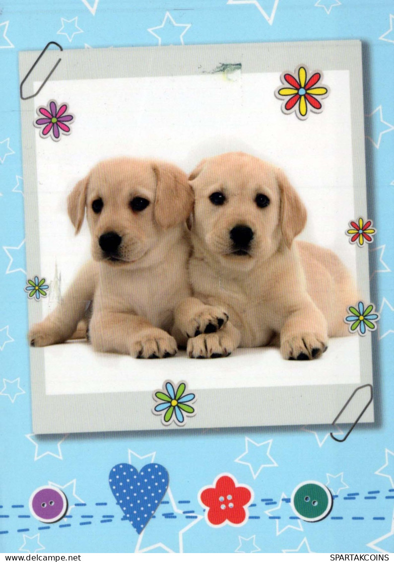 DOG Animals Vintage Postcard CPSM #PBQ569.GB - Hunde