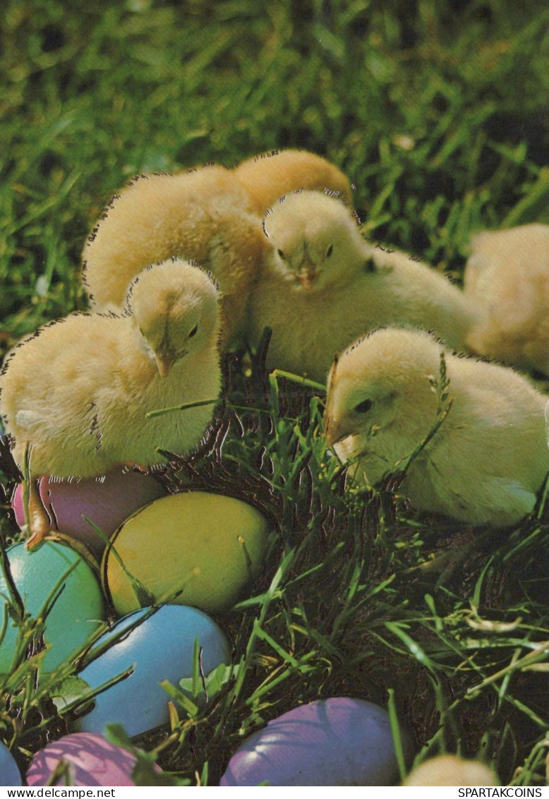 EASTER CHICKEN EGG Vintage Postcard CPSM #PBO849.GB - Pasen