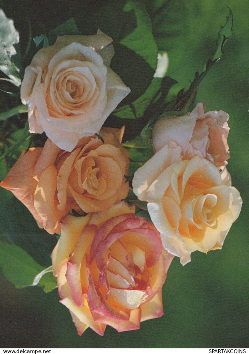 FLOWERS Vintage Postcard CPSM #PAS692.GB - Blumen