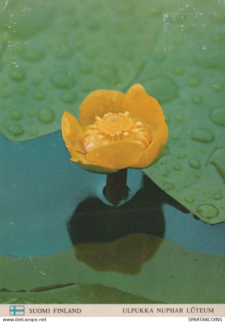 FLOWERS Vintage Postcard CPSM #PAS631.GB - Blumen