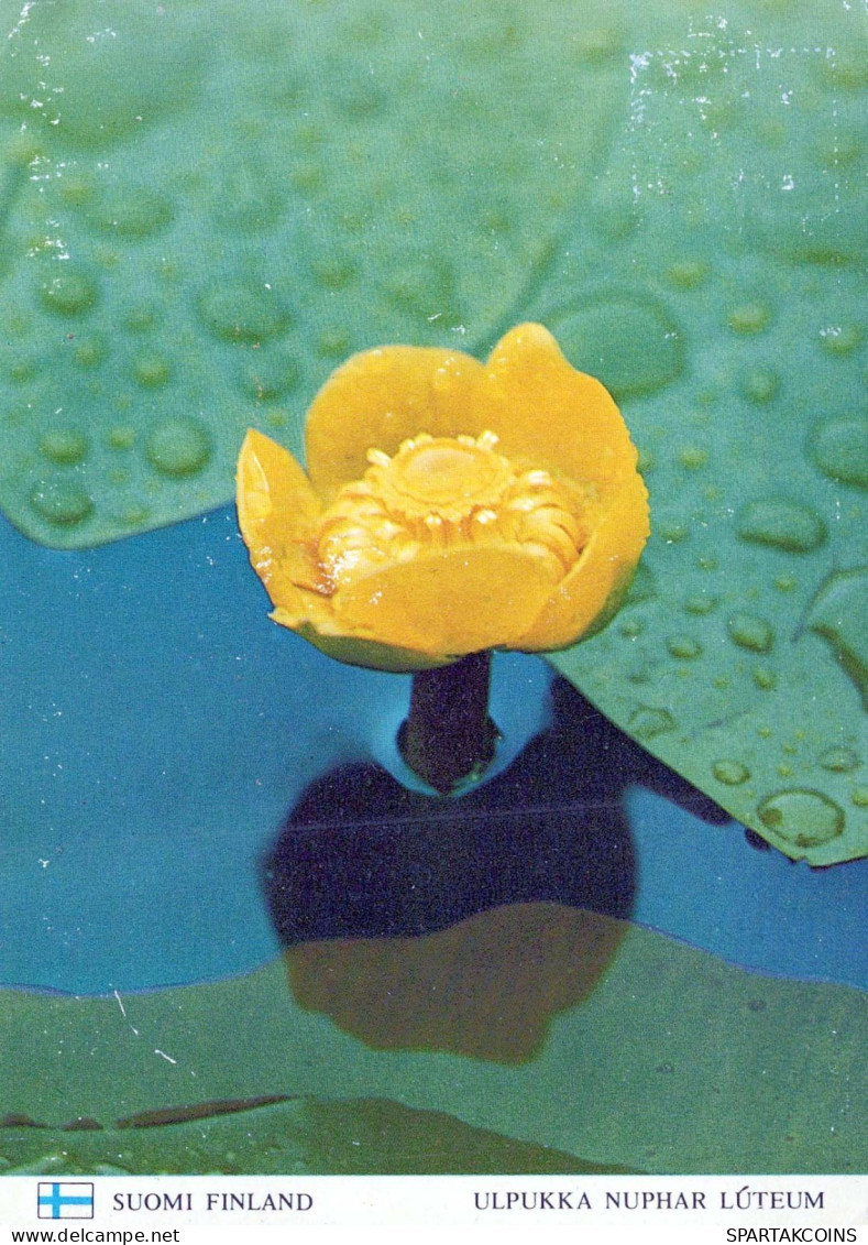 FLOWERS Vintage Postcard CPSM #PAS631.GB - Flowers