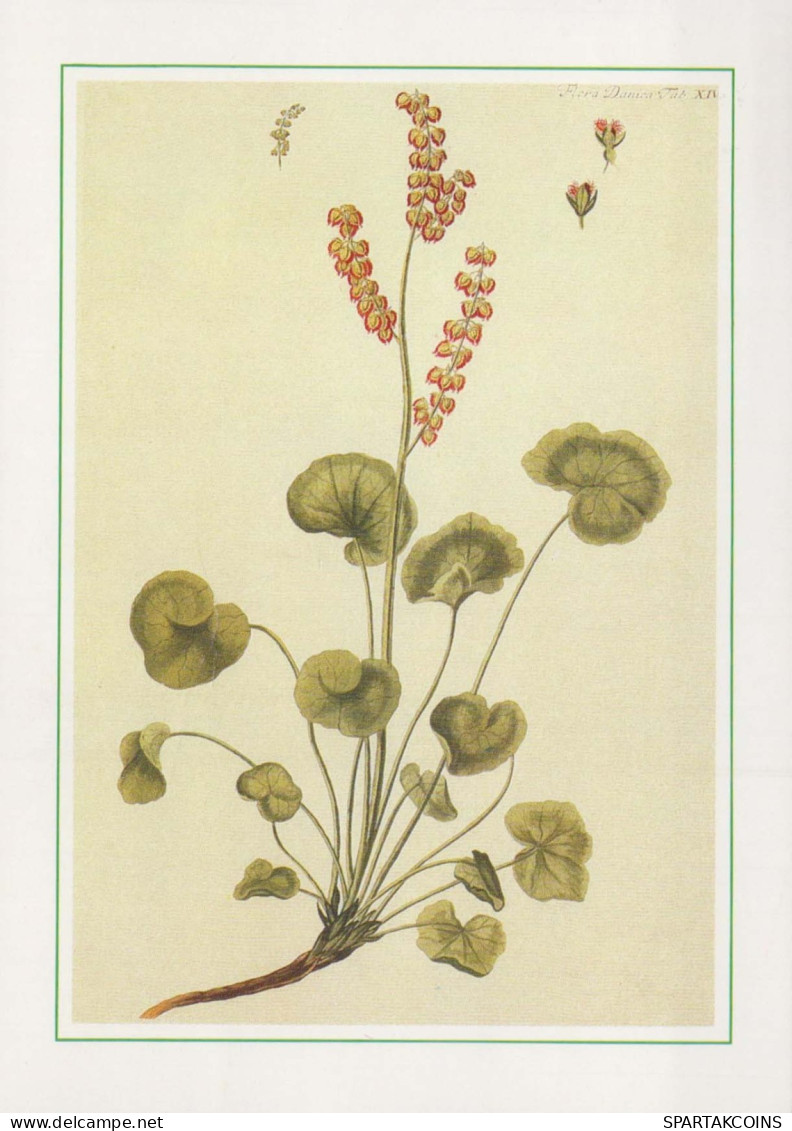 FLOWERS Vintage Postcard CPSM #PAS448.GB - Fleurs