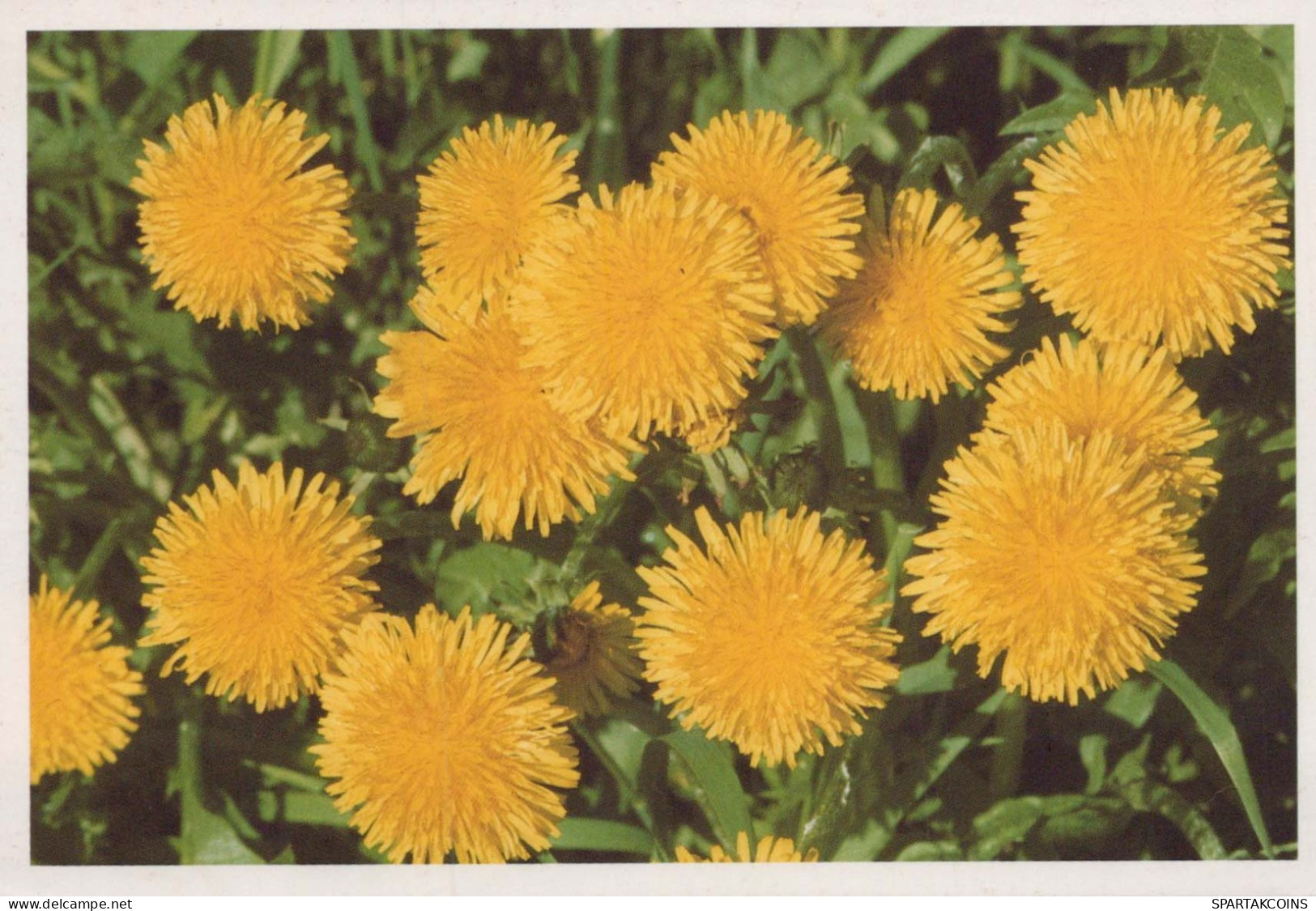 FLOWERS Vintage Postcard CPSM #PAR186.GB - Flowers