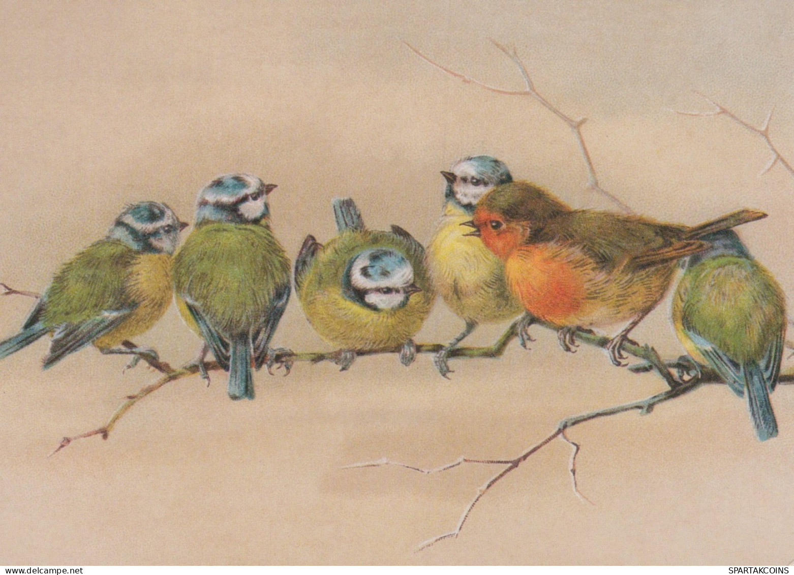 BIRD Animals Vintage Postcard CPSM #PAM736.GB - Birds