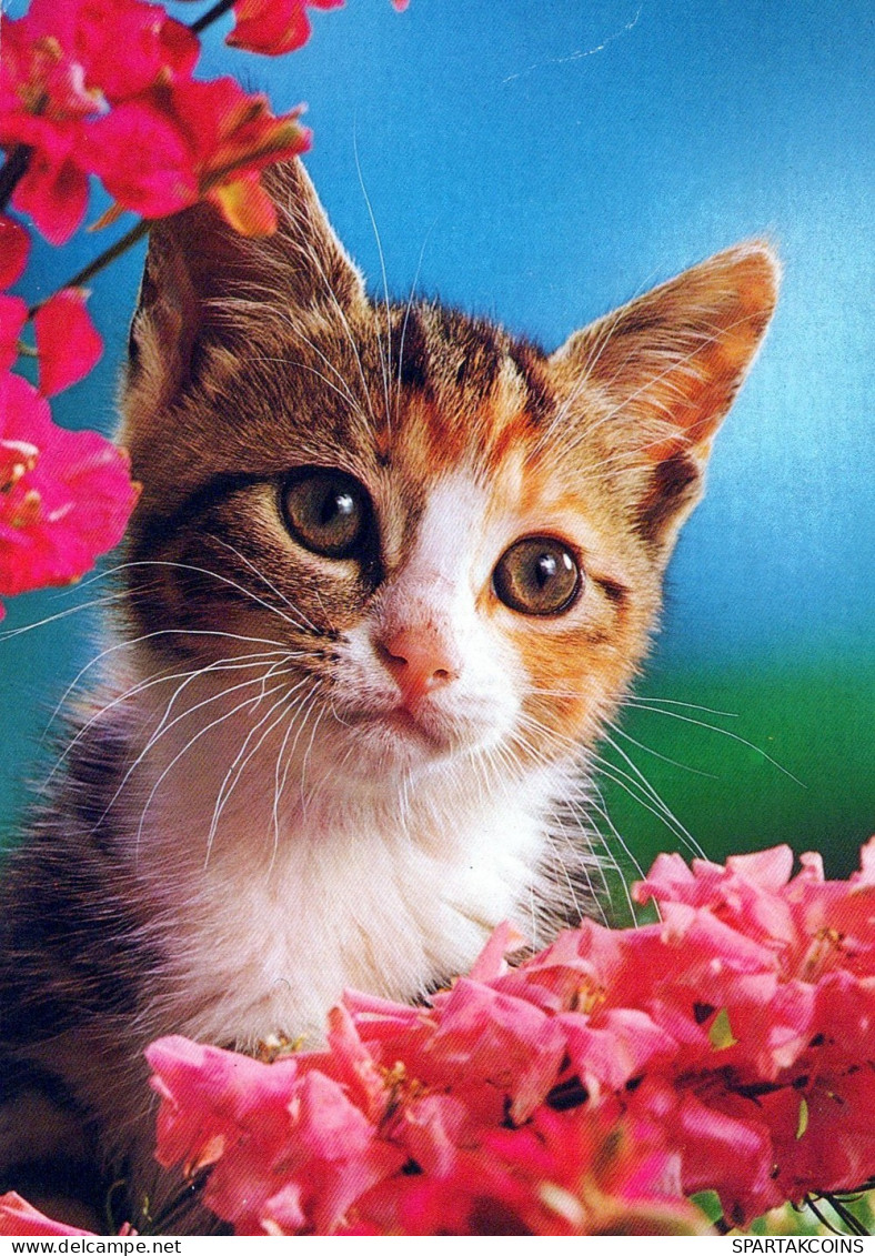CAT KITTY Animals Vintage Postcard CPSM #PAM607.GB - Katten