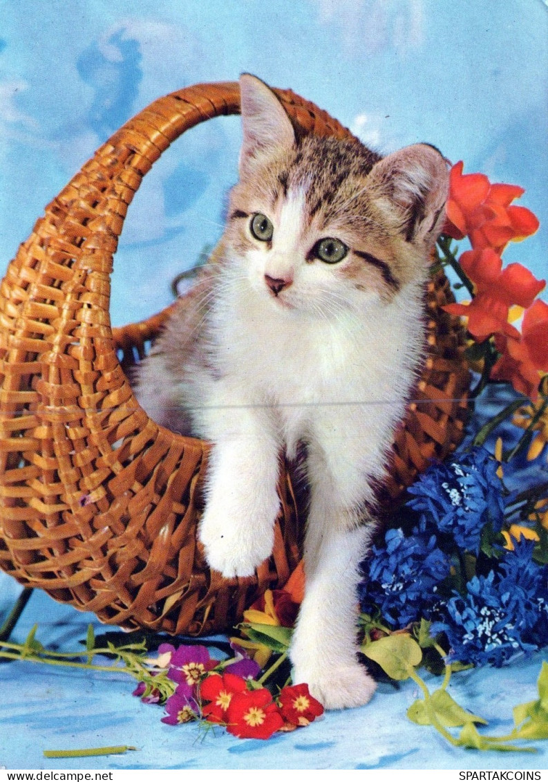 CAT KITTY Animals Vintage Postcard CPSM #PAM106.GB - Chats