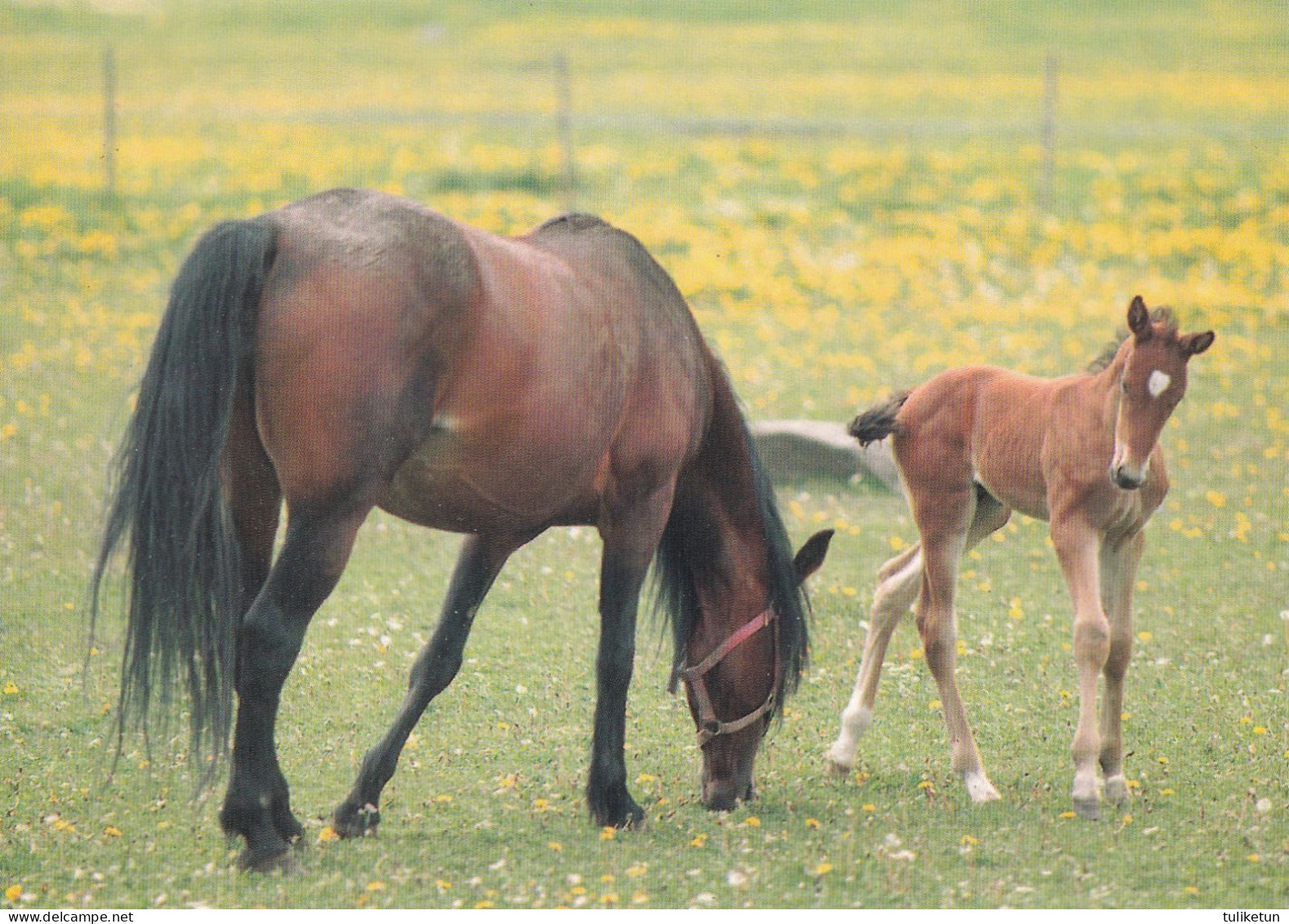 Horse - Cheval - Paard - Pferd - Cavallo - Cavalo - Caballo - Häst - Paletti - Finland - Cavalli