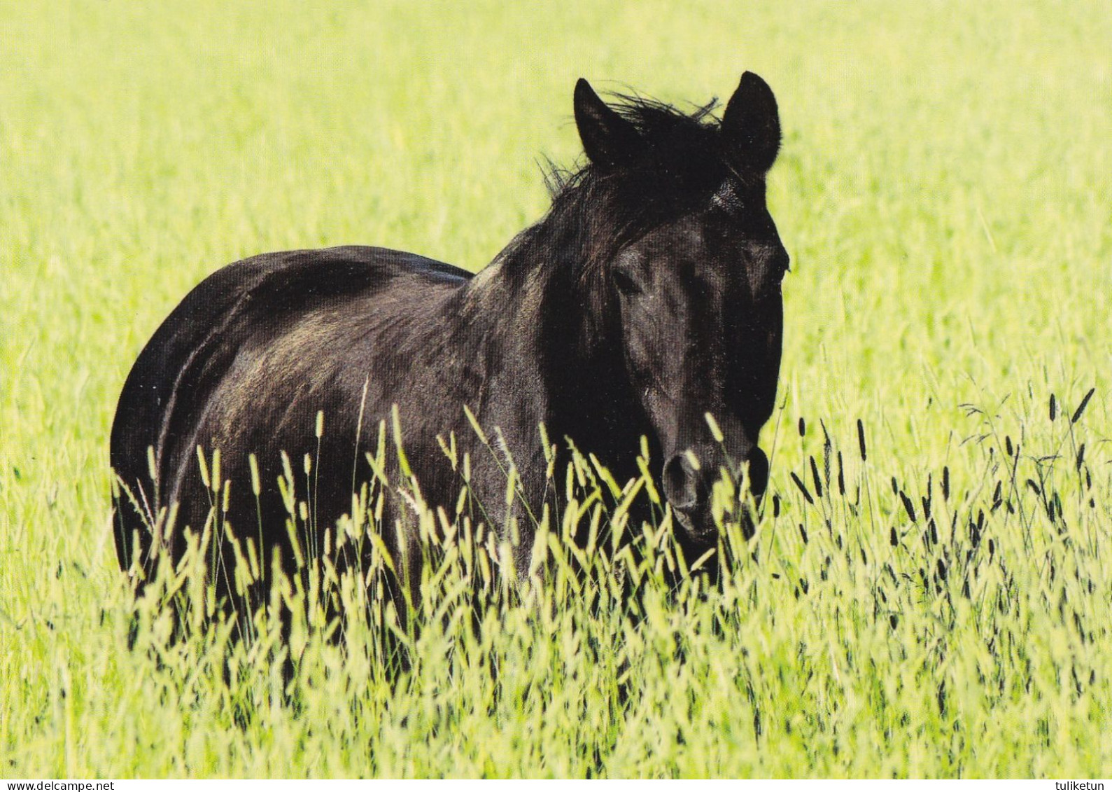 Horse - Cheval - Paard - Pferd - Cavallo - Cavalo - Caballo - Häst - Paletti - Finland - Pferde