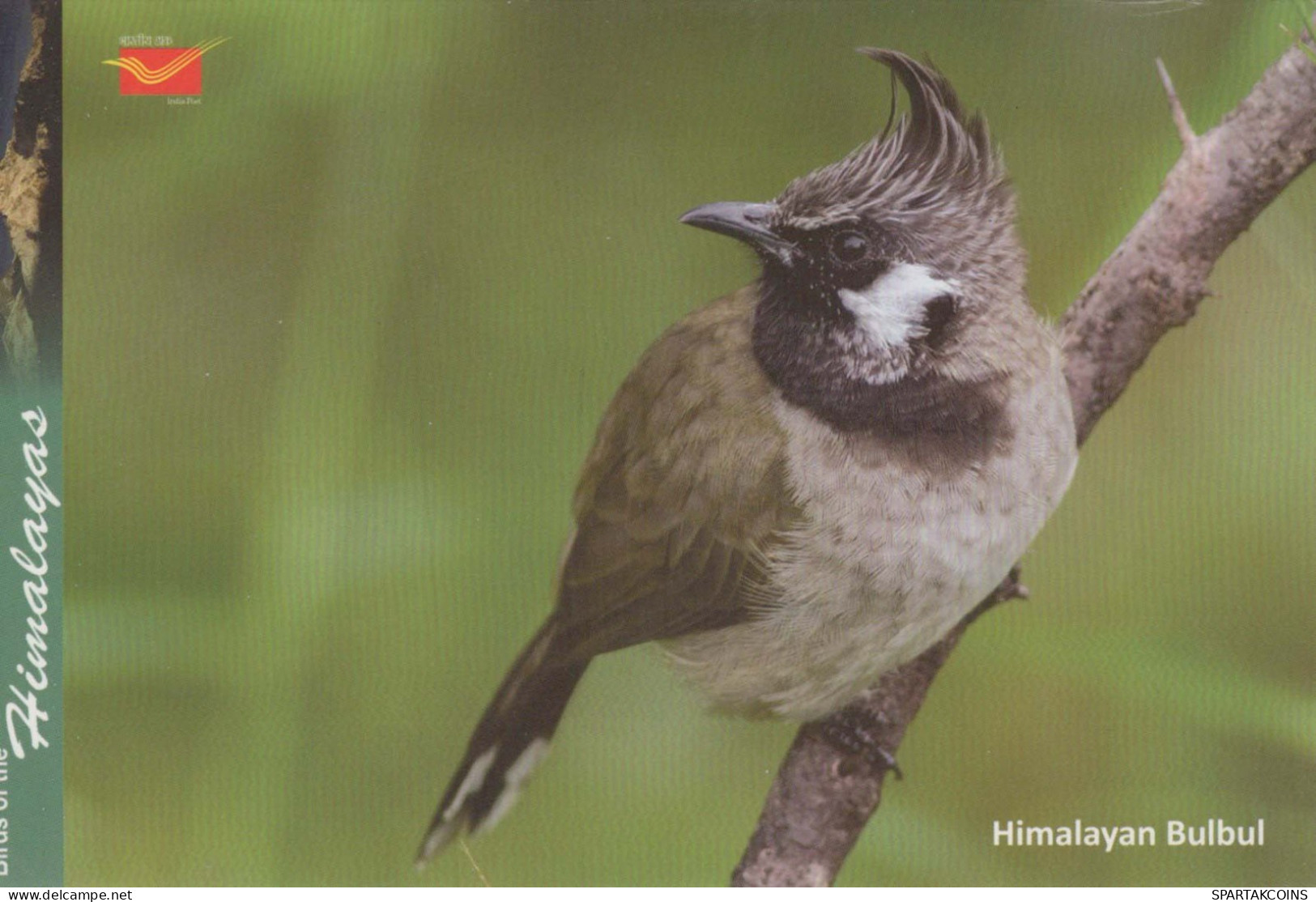 UCCELLO Animale Vintage Cartolina CPSM #PBR680.IT - Birds