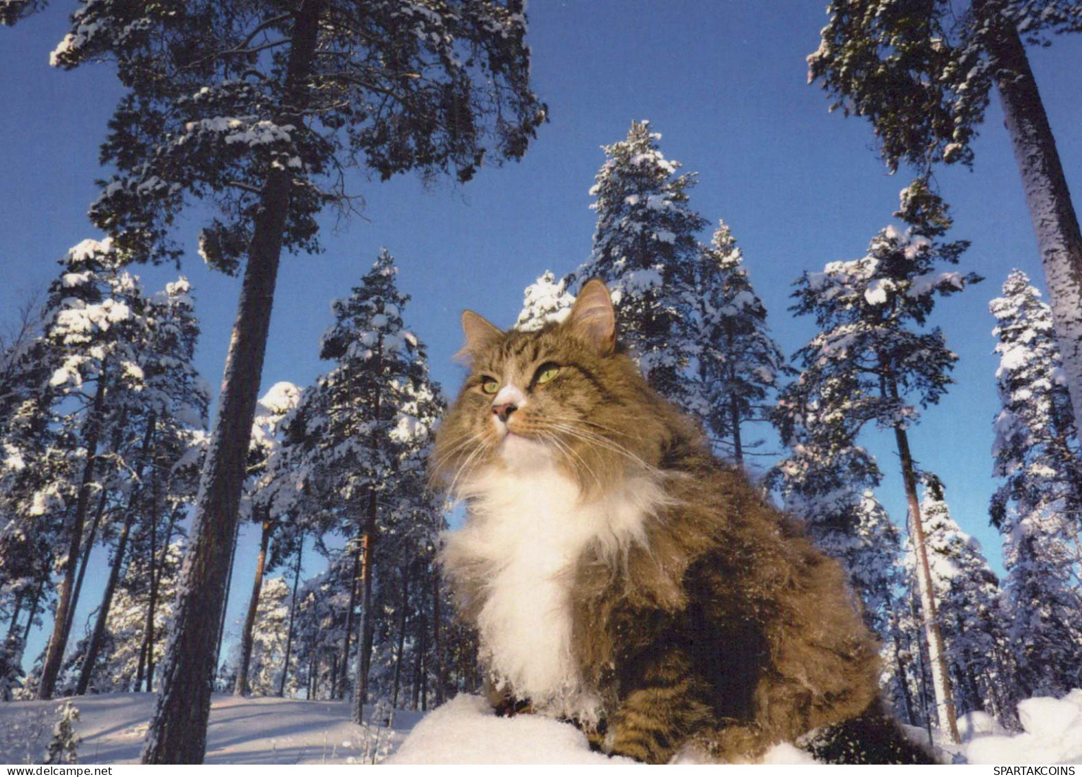 GATTO KITTY Animale Vintage Cartolina CPSM #PBQ835.IT - Katten