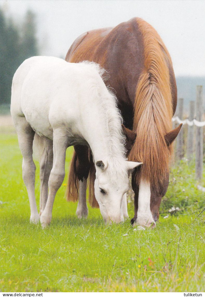 Horse - Cheval - Paard - Pferd - Cavallo - Cavalo - Caballo - Häst - Paletti - Finland - Horses