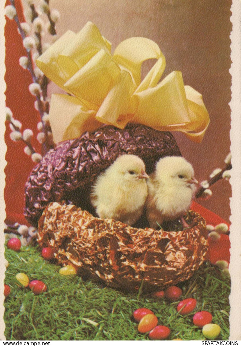 PASQUA POLLO UOVO Vintage Cartolina CPSM #PBP228.IT - Easter