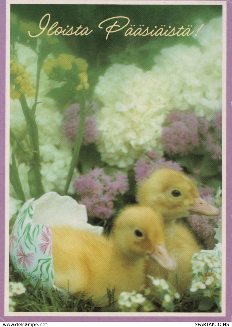 PASQUA POLLO Vintage Cartolina CPSM #PBO977.IT - Pasen